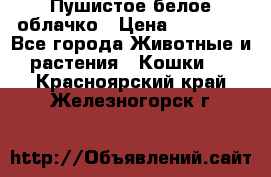 Пушистое белое облачко › Цена ­ 25 000 - Все города Животные и растения » Кошки   . Красноярский край,Железногорск г.